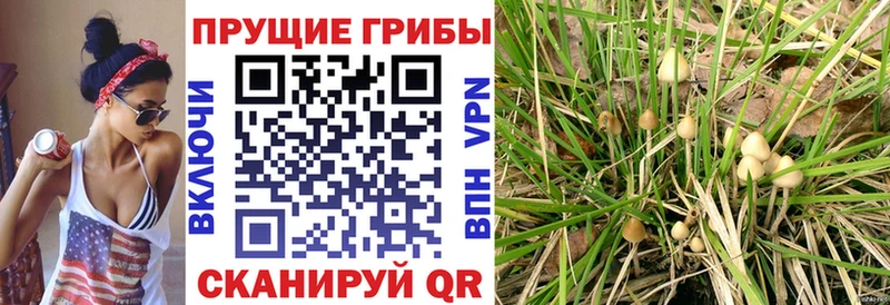 Псилоцибиновые грибы Magic Shrooms  мега ТОР  Старая Русса 